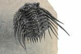 Spiny Leonaspis Trilobite - Amazing Flying Preparation #245565-5